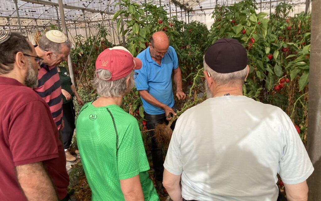 Farmer Eli Pereg shows volunteers how to uproot pepper vines and untangle them from the strings holding them upright, Talmei Eliyahu, November 15, 2023. (Mati Wagner / The Times of Israel)