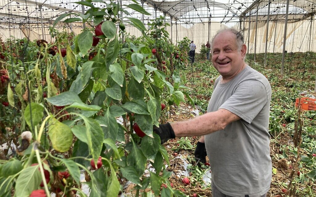 Benny Anderman stands in a greenhouse next to vines of rotten red bell peppers, Moshav Talmei Eliyahu, November 15, 2023. (Mati Wagner / The Times of Israel)