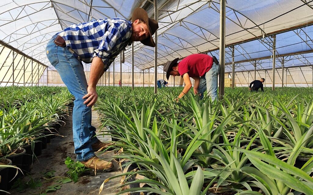 Joshua Waller, left, HaYovel Director of Operations, in a pineapple greenhouse in the northern West Bank. (Gavriel Fiske/Times of Israel)