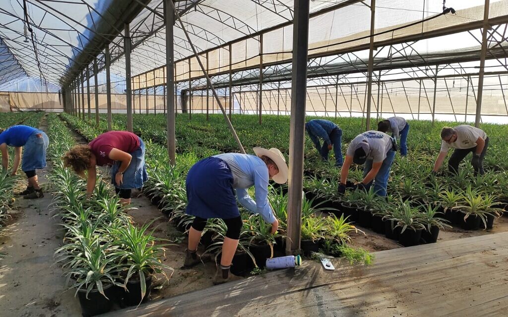 HaYovel volunteers work in a pineapple greenhouse in Mehola, northern West Bank, on November 9, 2023. (Gavriel Fiske/Times of Israel)