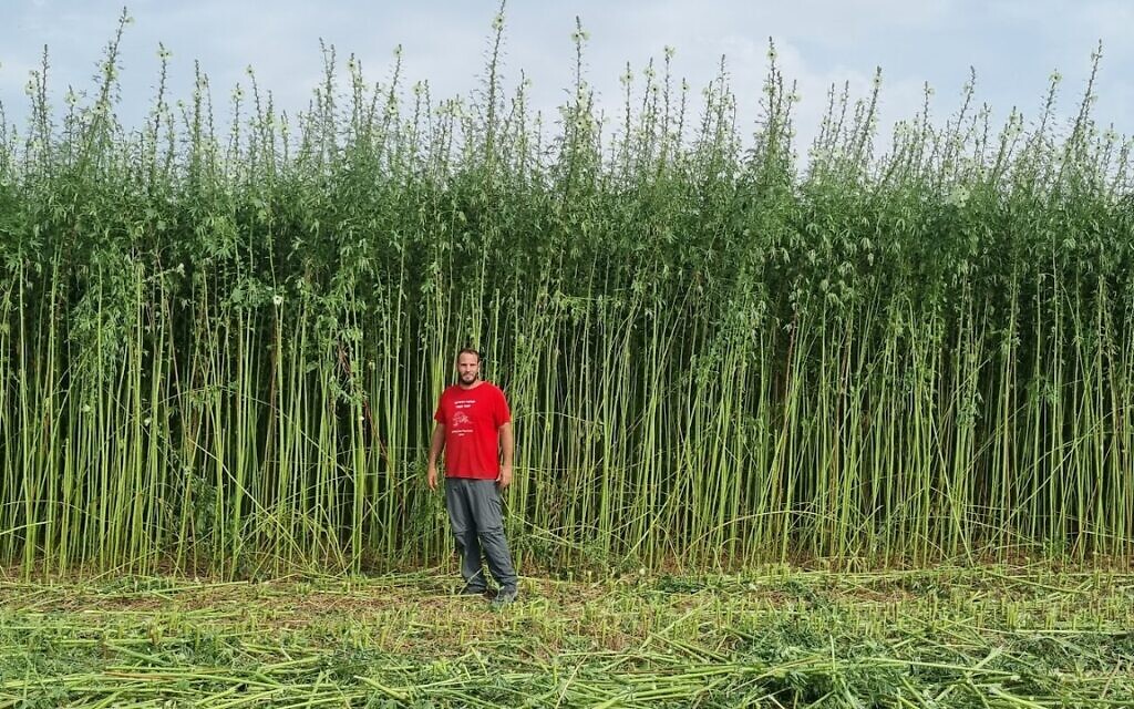 Kenaf Ventures manager Uri Shapira stands in a field of kenaf plants that reach around four meters (13 feet) in height, Kfar Aza. (Kenaf Ventures )