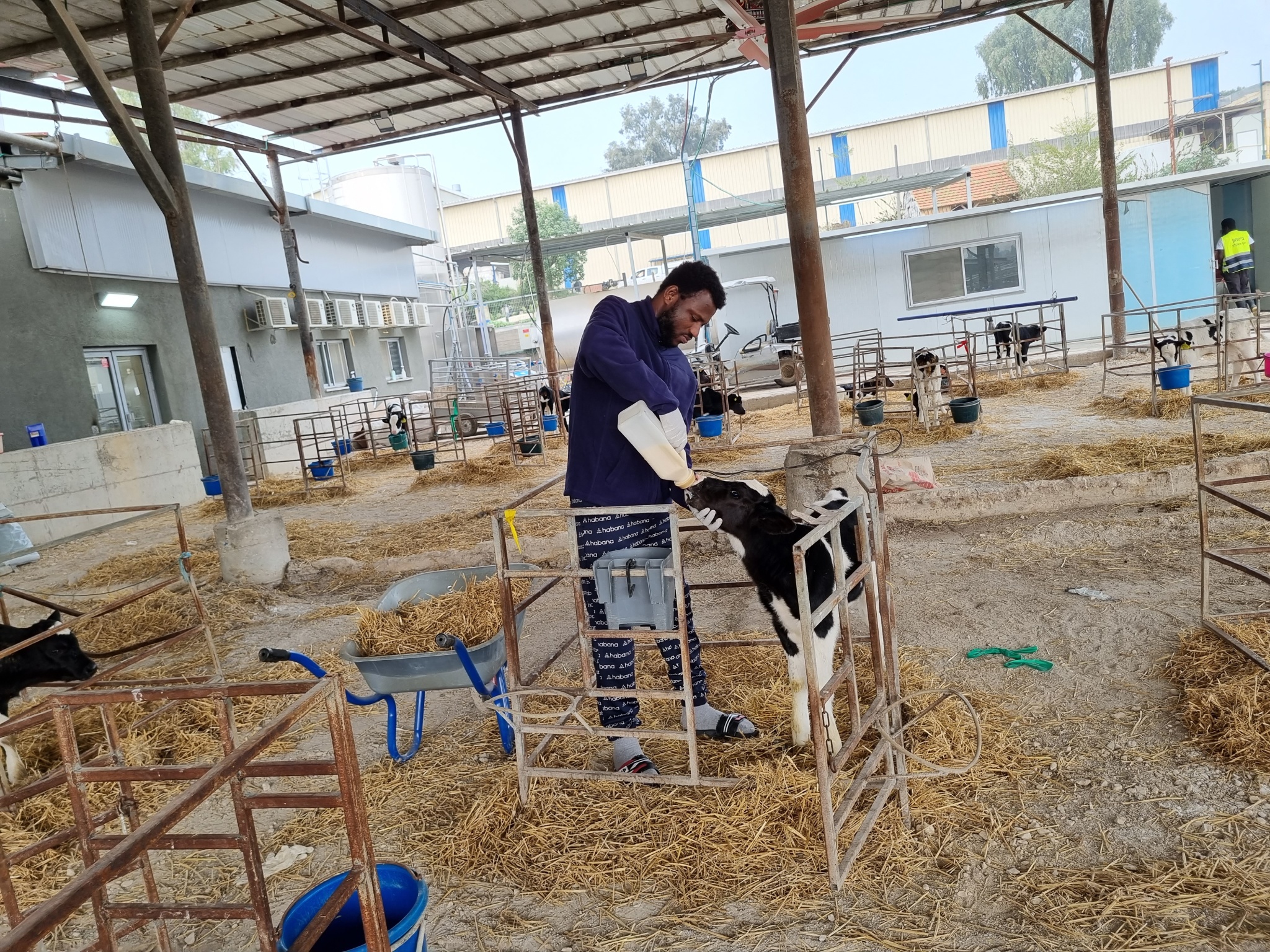 Kwabena Frimpong, a Ghanian intern bottle-feeding a calf in the Kibbutz Zikim dairy farm, December 2023. (Bernard Dichek)