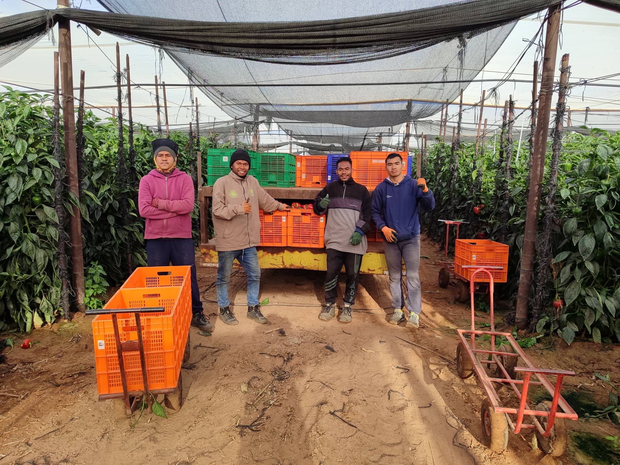 Indonesian agricultural interns at work in the fields of Moshav Paran in the Arava Valley. (Arava International Center for Agriculture Training)