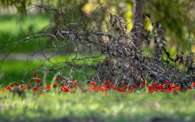 Photographer Eyal Bribram's photos of anemones beginning to bloom in Israel's south, in January 2024 (Courtesy)