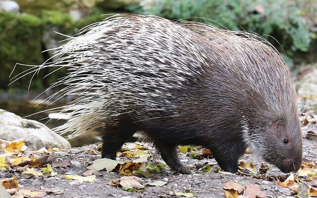 An Indian crested porcupine. (Rufus46, CC BY-SA 3.0, Wikimedia Commons)