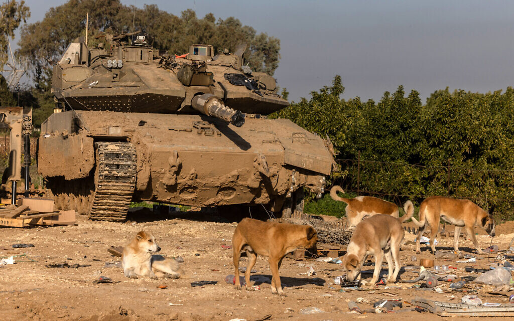A pack of stray dogs look for food near an Israeli tank deployed in southern Israel near the Gaza border on February 8, 2024. (Menahem Kahana/AFP)