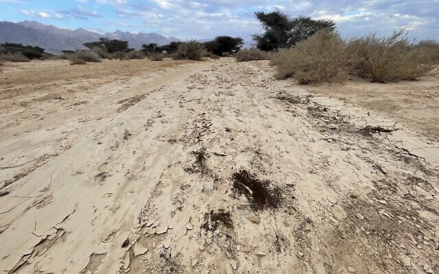 Nothing grows along a watercourse at Evrona Nature Reserve in southern Israel, where soil was contaminated by a 2014 leak of crude oil (see the dark patches beneath the soil crust), February 14, 2024. (Sue Surkes/Times of Israel)