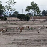 Feral dogs from the Gaza Strip seen near to Kibbutz Re'im, southern Israel. (Nimrod Cohen)