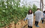 Shira Sabach, breeding manager at Israeli foodtech startup Supree at a greenhouse in Netiv Haasara, November 2022. (Courtesy)