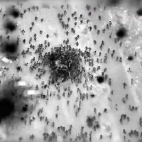 Aerial footage showing crowds rushing aid trucks in northern Gaza, released on February 29, 2024. (Israel Defense Forces)