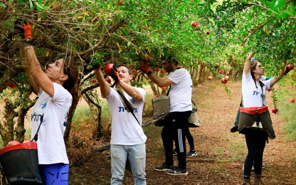 Volunteers pick pomegranates at Moshav Zrahia. (Omer Melamed)