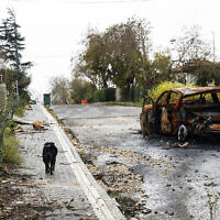 A picture taken during a media tour organized by the Alma Research and Education Centre shows a dog walking past a destroyed car in the deserted northern Israeli town of Metula, near the border with Lebanon, on March 19, 2024. (Jalaa Marey/AFP)