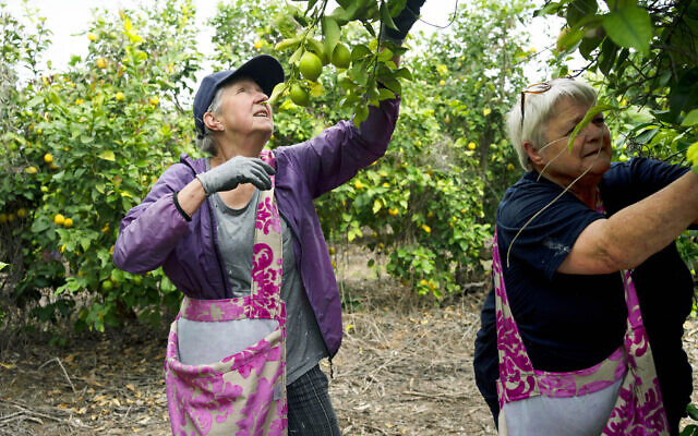 Dutch volunteers Anja van der Stok, left, and Jannie Slim, right, pick lemons on a farm in southern Israel, as part of a post-October 7 solidarity tour, March 4, 2024. (AP Photo/Maya Alleruzzo)