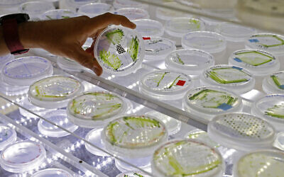 Illustrative: Micro algae samples used in research on June 11, 2020, in Tel Aviv. (Jack Guez/AFP)