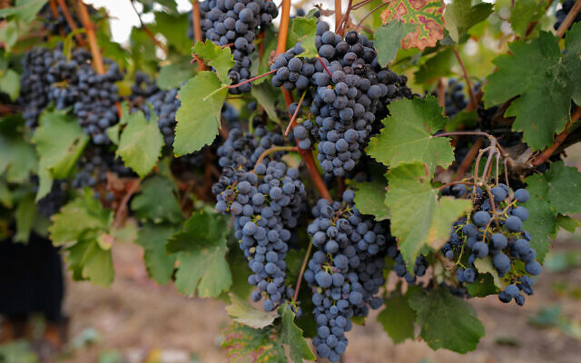Illustrative photo of grapes ready for harvest in the Golan. (Michael Giladi/Flash90)