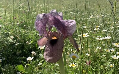 An endangered Gilboa iris blooms on Mount Barkan, northern Israel, in March 2024. (Times of Israel)