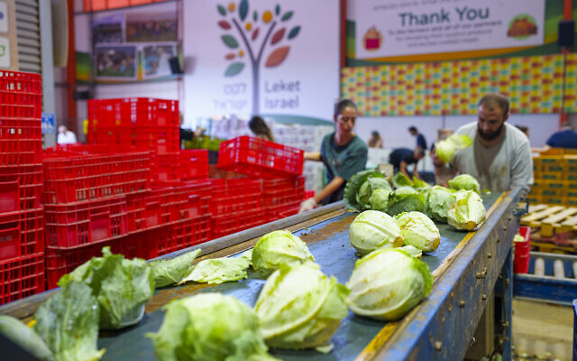 Produce is sorted at the Leket Israel Logistics Center (Credit: Amir Yakoby/Leket Israel).