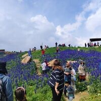Visitors flock to see the flowering of blue lupines on Mitzpe-Tel, a hilltop in Jerusalem where the Israel Police plans to build a large compound. (Naomi Kimchin, February 27, 2024)