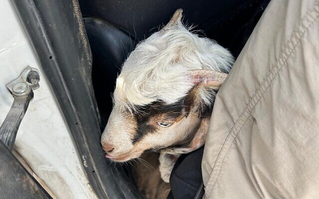 A goat confiscated by police from suspects who were looking to sacrifice the animal on the Temple Mount in Jerusalem, April 22, 2024. (Israel Police)