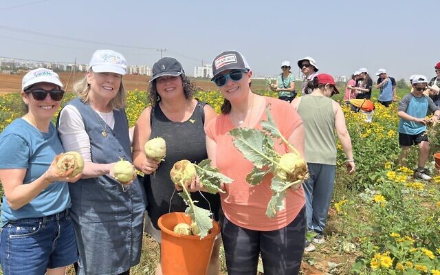 Left to right: Cindy Zadikoff, CJDS head of school Judy Finkelstein-Taff, Sheri Kushner and Margalit Segal pick kohlrabi on a farm in Israel, May 2024. (Hagit Lewis via JTA)