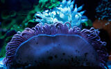 An anemone at the underwater observatory marine park, Coral Beach, Eilat, May 29, 2009. (Anna Kaplan/ Flash90)