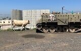 Military vehicles and cows are common sights in the Golan Heights, but are usually not seen together. (Uriel Heilman/ JTA)
