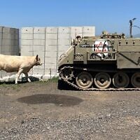 Military vehicles and cows are common sights in the Golan Heights, but are usually not seen together. (Uriel Heilman/ JTA)