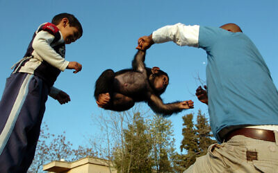 Illustrative photo of a baby chimpanzee and her human caregivers, at the Jerusalem Zoo, on March 29, 2007. (Yossi Zamir/Flash90