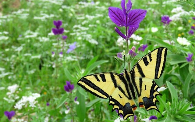 A swallowtail butterfly on a Salvia viridis plant. (Avner Rinot, Society for the Protection of Nature in Israel)