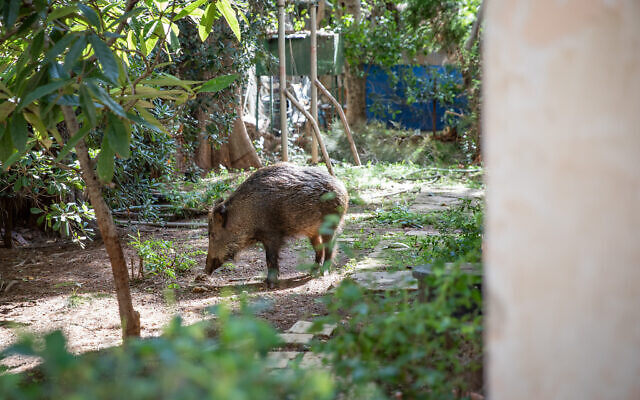 A wild boar in a backyard of a building in the northern Israeli city of Haifa, February 8, 2023. (Shir Torem/Flash90_